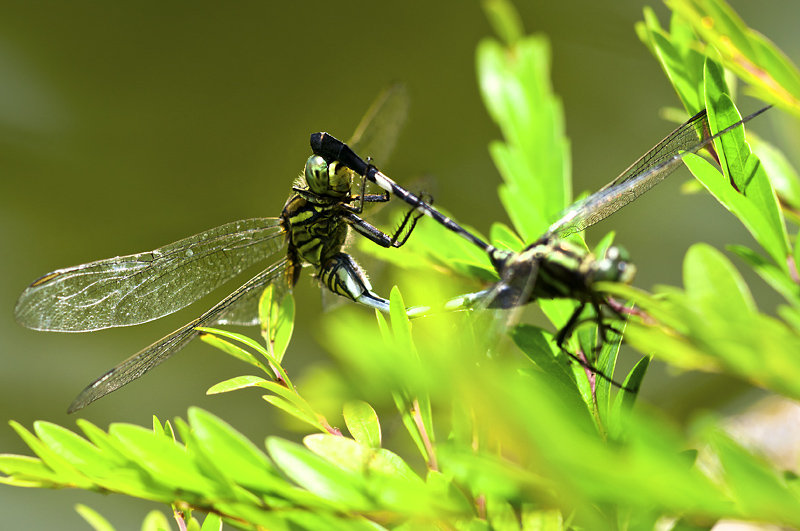 Dragonflies1 800px.jpg - Korentoja. Dragonflies. Pit�� tutustua eri korentolajeihin ja p�ivitell� t�nne. I have to learn different species so I can tell you which they are.